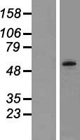 CAMKV Human Over-expression Lysates NM_024046