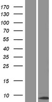 ls079019 cenpm human over expression lysates nm 001110215 wb testing 2