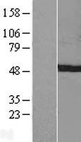 C7orf25 Human Over-expression Lysates NM_024054