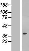 ls079025 c20orf195 fndc11 human over expression lysates nm 024059 wb testing 1
