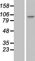 ls079029 spata5l1 human over expression lysates nm 024063 wb testing 1