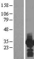 ls079031 pdcl3 human over expression lysates nm 024065 wb testing 1