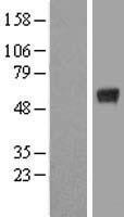 KCTD15 Human Over-expression Lysates NM_024076