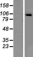 ls079048 secisbp2 human over expression lysates nm 024077 wb testing 1