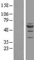 NOC4L Human Over-expression Lysates NM_024078