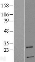 ls079056 prrg4 human over expression lysates nm 024081 wb testing 1