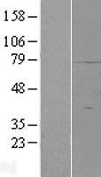 ls079086 c19orf42 smim7 human over expression lysates nm 024104 wb testing 1
