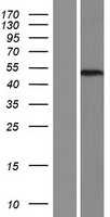 ls079091 mettl22 human over expression lysates nm 024109 wb testing 1