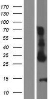 CHAC1 Human Over-expression Lysates NM_024111