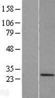 ls079097 trim48 human over expression lysates nm 024114 wb testing 1