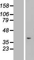 ls079101 taf1d human over expression lysates nm 024116 wb testing 1
