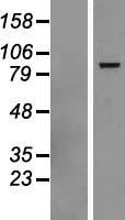 DHX58 Human Over-expression Lysates NM_024119