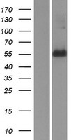 ls079137 retreg2 human over expression lysates nm 024293 wb testing 1
