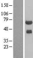 ls079142 phf23 human over expression lysates nm 024297 wb testing 1