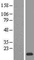 PPDPF Human Over-expression Lysates NM_024299