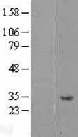 ls079156 appd plekhf1 human over expression lysates nm 024310 wb testing 1