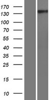 GNPTAB Human Over-expression Lysates NM_024312