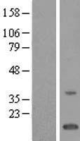 C7orf23 (TMEM243) Human Over-expression Lysates NM_024315