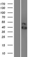 ls079168 lilra6 human over expression lysates nm 024318 wb testing 1
