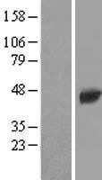 TTPAL Human Over-expression Lysates NM_024331