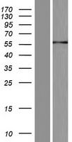 ls079190 irx6 human over expression lysates nm 024335 wb testing 1