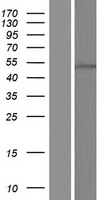 ls079230 znf557 human over expression lysates nm 001044388 wb testing 1