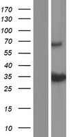 Bcl G (BCL2L14) Human Over-expression Lysates NM_030766