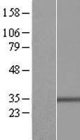 ls079370 bcl g bcl2l14 human over expression lysates nm 138724 wb testing 3