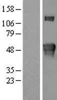 ls079412 kremen2 human over expression lysates nm 024507 wb testing 1