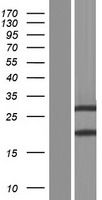 ZBED2 Human Over-expression Lysates NM_024508