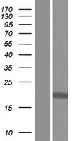 CYBC1 Human Over-expression Lysates NM_001100408