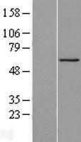 HAUS3 Human Over-expression Lysates NM_024511