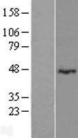 LRRC2 Human Over-expression Lysates NM_024512