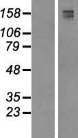 FYCO1 Human Over-expression Lysates NM_024513