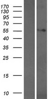 ls079446 wdr25 human over expression lysates nm 024515 wb testing 1