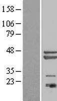 ls079447 pa1 pagr1 human over expression lysates nm 024516 wb testing 1