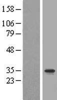 ls079568 c2orf47 maip1 human over expression lysates nm 024520 wb testing 1