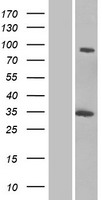 GCC1 Human Over-expression Lysates NM_024523