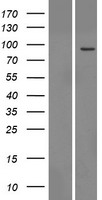 ls079573 ttc13 human over expression lysates nm 024525 wb testing 1