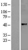 ABHD8 Human Over-expression Lysates NM_024527
