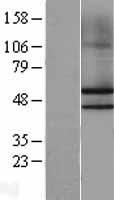 NKAP Human Over-expression Lysates NM_024528