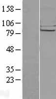 ls079586 chpf human over expression lysates nm 024536 wb testing 1