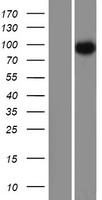 CEP97 Human Over-expression Lysates NM_024548