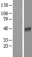 LASS4 (CERS4) Human Over-expression Lysates NM_024552