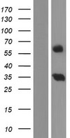 ls079608 ric3 human over expression lysates nm 001135109 wb testing 2