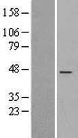ls079608 ric3 human over expression lysates nm 024557 wb testing 1