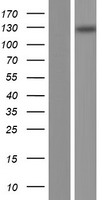 TMCO7 (TANGO6) Human Over-expression Lysates NM_024562