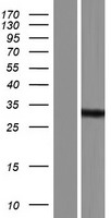 ls079621 rnaseh2b human over expression lysates nm 001142279 wb testing 2