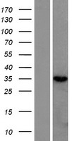 ls079621 rnaseh2b human over expression lysates nm 024570 wb testing 1