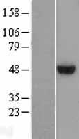 ls079624 c6orf211 armt1 human over expression lysates nm 024573 wb testing 1